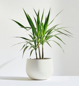 Desert Bloom